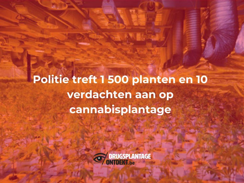 Merksem - Politie treft 1 500 planten en 10 verdachten aan op cannabisplantage
